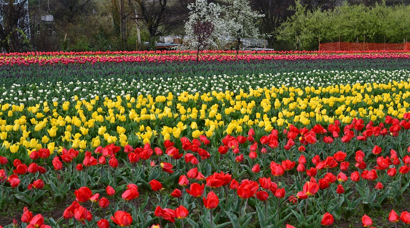 Tulip_Gardens__Kashmir1